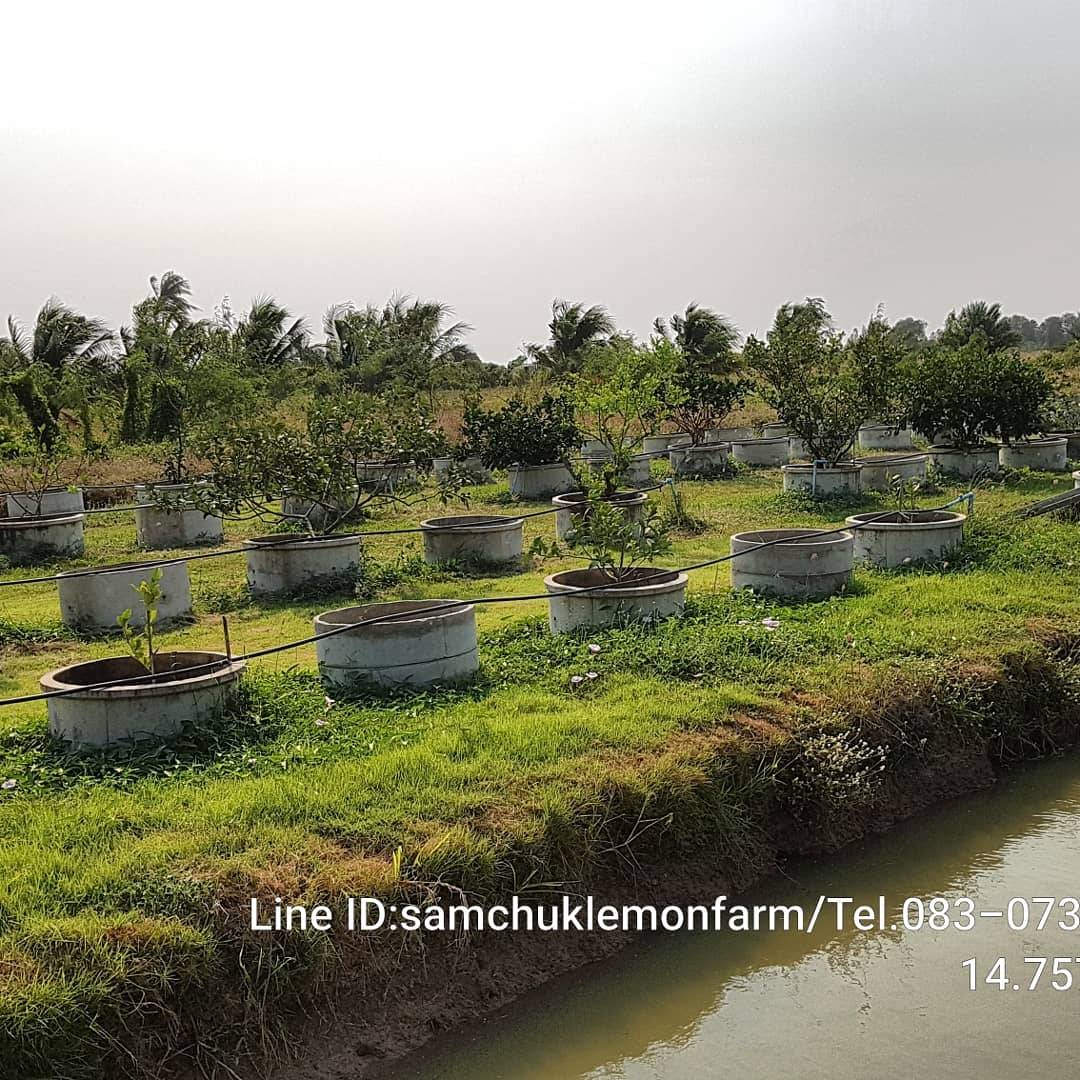 11 - https://samchuklemonfarm.com | SAMCHUK LEMON FARM - สามชุกเลมอนฟาร์ม สุพรรณบุรี 11 - https://samchuklemonfarm.com | SAMCHUK LEMON FARM - สามชุกเลมอนฟาร์ม สุพรรณบุรี