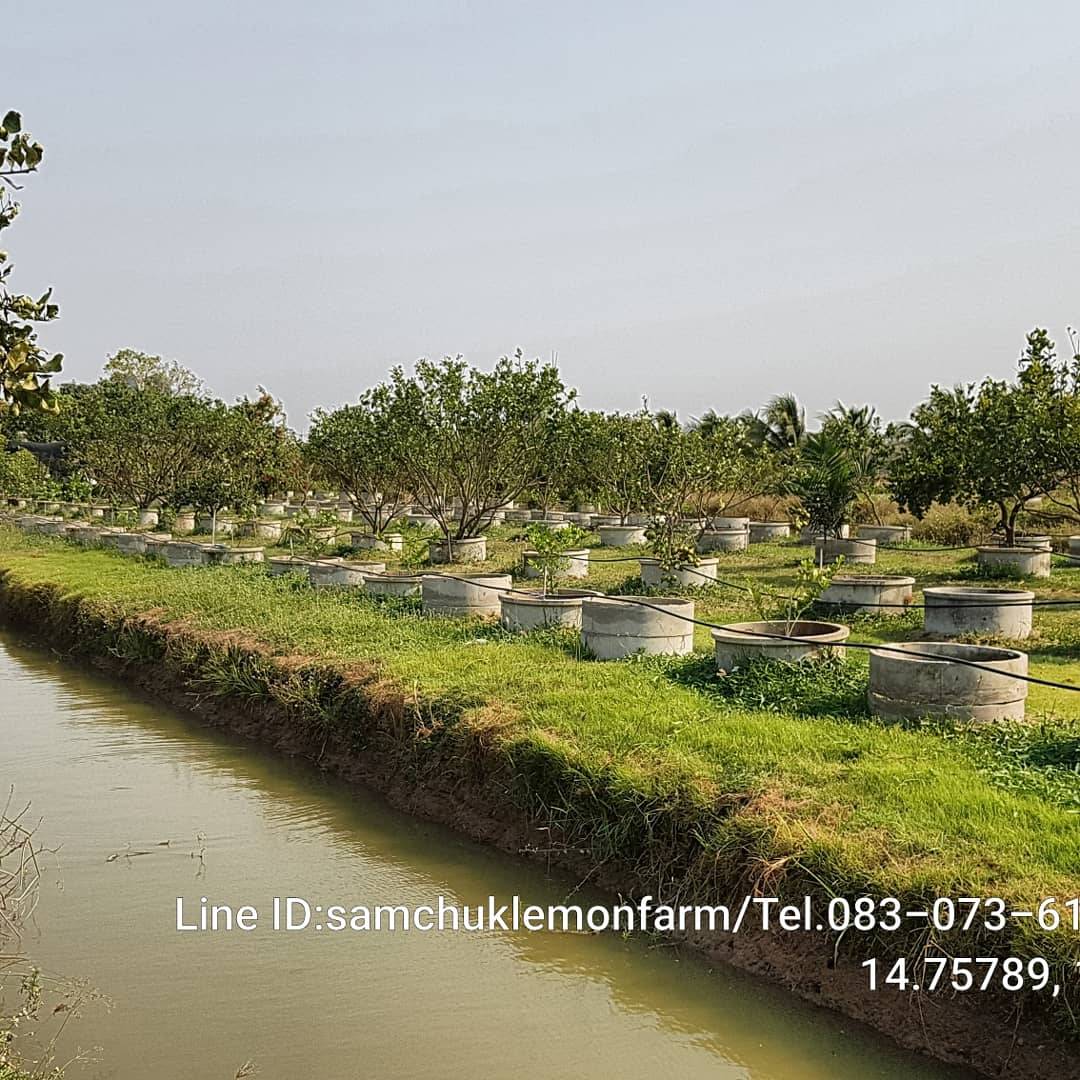 12 - https://samchuklemonfarm.com | SAMCHUK LEMON FARM - สามชุกเลมอนฟาร์ม สุพรรณบุรี 12 - https://samchuklemonfarm.com | SAMCHUK LEMON FARM - สามชุกเลมอนฟาร์ม สุพรรณบุรี