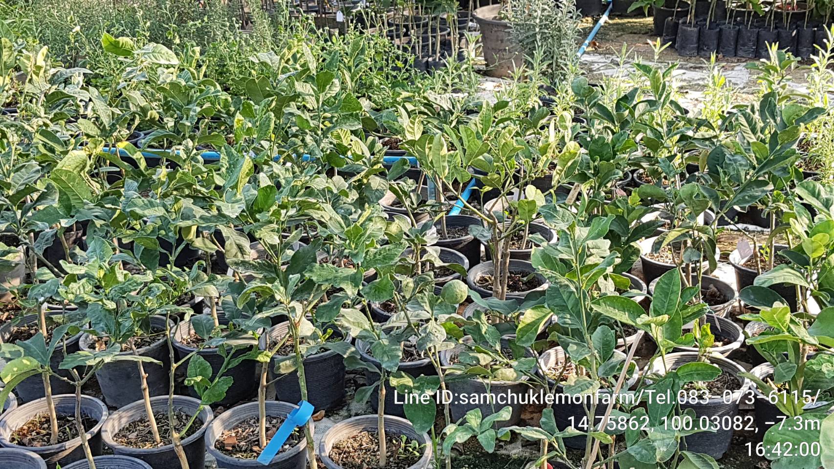 13 - https://samchuklemonfarm.com | SAMCHUK LEMON FARM - สามชุกเลมอนฟาร์ม สุพรรณบุรี 13 - https://samchuklemonfarm.com | SAMCHUK LEMON FARM - สามชุกเลมอนฟาร์ม สุพรรณบุรี