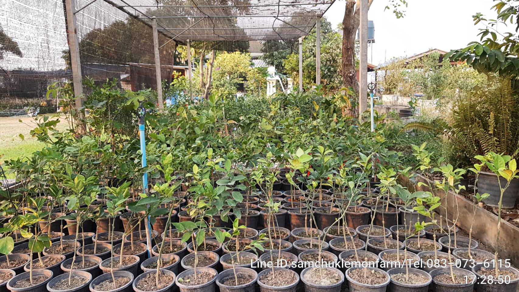 14 - https://samchuklemonfarm.com | SAMCHUK LEMON FARM - สามชุกเลมอนฟาร์ม สุพรรณบุรี 14 - https://samchuklemonfarm.com | SAMCHUK LEMON FARM - สามชุกเลมอนฟาร์ม สุพรรณบุรี