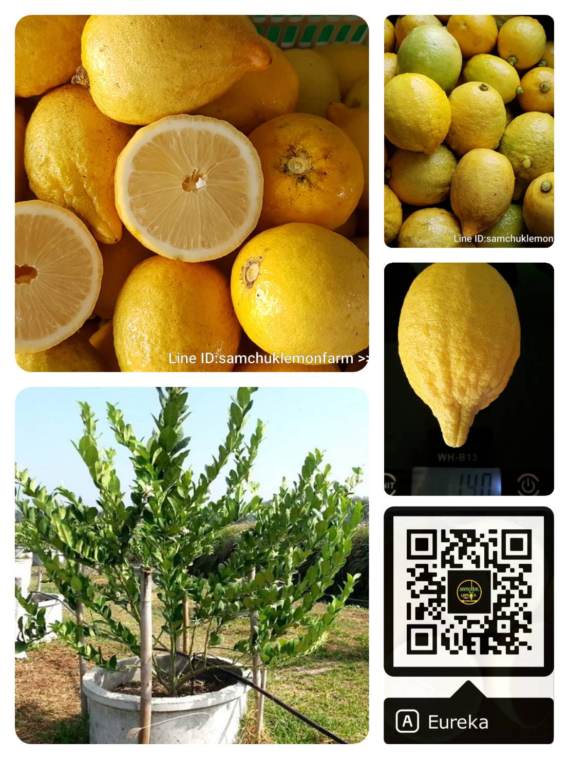 2 - https://samchuklemonfarm.com | SAMCHUK LEMON FARM - สามชุกเลมอนฟาร์ม สุพรรณบุรี 2 - https://samchuklemonfarm.com | SAMCHUK LEMON FARM - สามชุกเลมอนฟาร์ม สุพรรณบุรี
