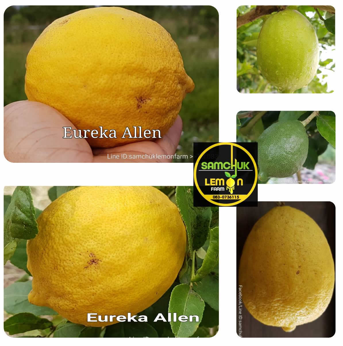 3 - https://samchuklemonfarm.com | SAMCHUK LEMON FARM - สามชุกเลมอนฟาร์ม สุพรรณบุรี 3 - https://samchuklemonfarm.com | SAMCHUK LEMON FARM - สามชุกเลมอนฟาร์ม สุพรรณบุรี