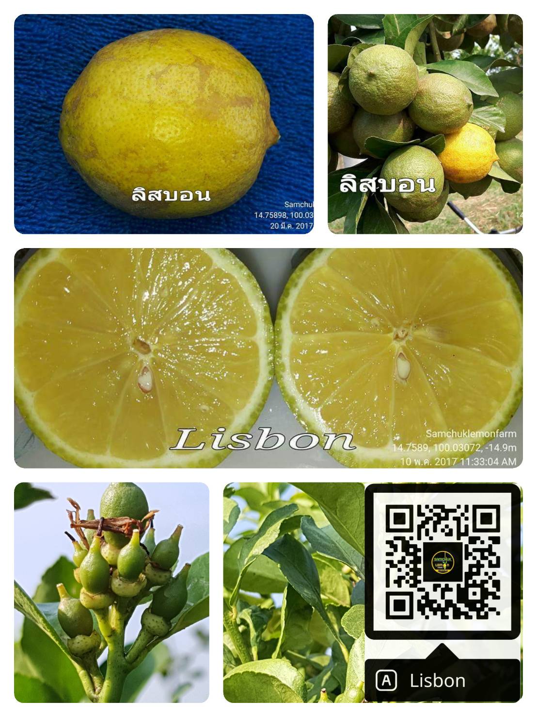 4 - https://samchuklemonfarm.com | SAMCHUK LEMON FARM - สามชุกเลมอนฟาร์ม สุพรรณบุรี 4 - https://samchuklemonfarm.com | SAMCHUK LEMON FARM - สามชุกเลมอนฟาร์ม สุพรรณบุรี
