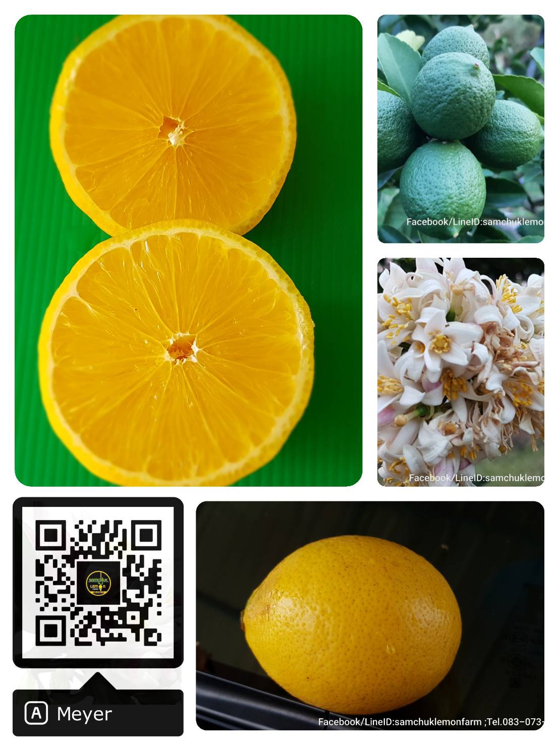 5 - https://samchuklemonfarm.com | SAMCHUK LEMON FARM - สามชุกเลมอนฟาร์ม สุพรรณบุรี 5 - https://samchuklemonfarm.com | SAMCHUK LEMON FARM - สามชุกเลมอนฟาร์ม สุพรรณบุรี