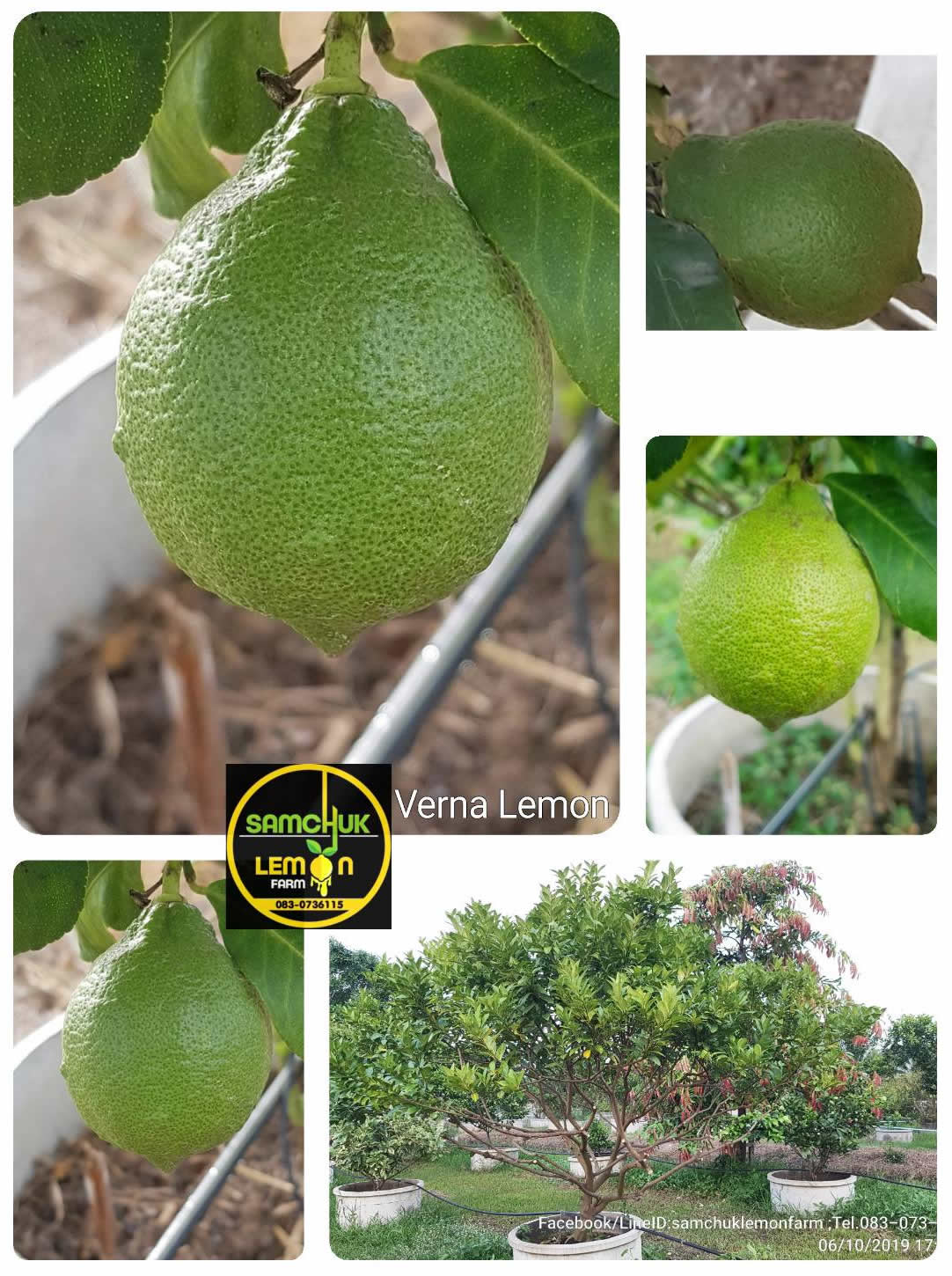 6 - https://samchuklemonfarm.com | SAMCHUK LEMON FARM - สามชุกเลมอนฟาร์ม สุพรรณบุรี 6 - https://samchuklemonfarm.com | SAMCHUK LEMON FARM - สามชุกเลมอนฟาร์ม สุพรรณบุรี