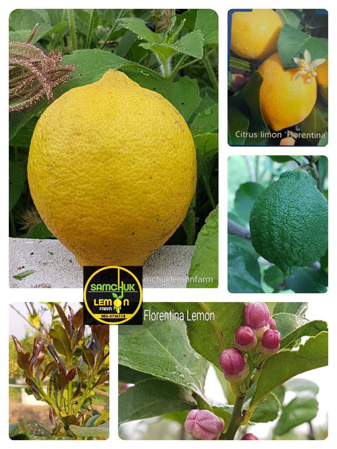7 - https://samchuklemonfarm.com | SAMCHUK LEMON FARM - สามชุกเลมอนฟาร์ม สุพรรณบุรี 7 - https://samchuklemonfarm.com | SAMCHUK LEMON FARM - สามชุกเลมอนฟาร์ม สุพรรณบุรี