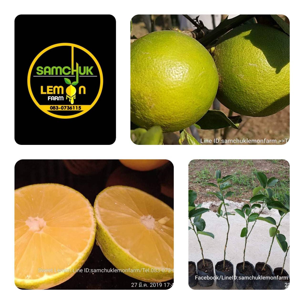 8 - https://samchuklemonfarm.com | SAMCHUK LEMON FARM - สามชุกเลมอนฟาร์ม สุพรรณบุรี 8 - https://samchuklemonfarm.com | SAMCHUK LEMON FARM - สามชุกเลมอนฟาร์ม สุพรรณบุรี
