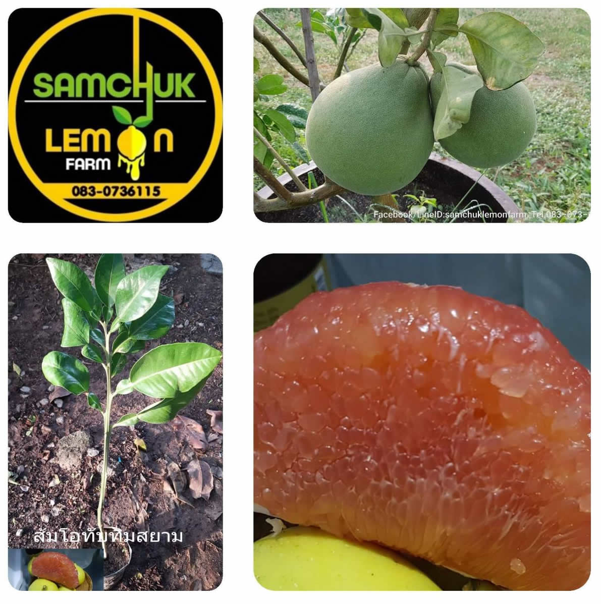 9 - https://samchuklemonfarm.com | SAMCHUK LEMON FARM - สามชุกเลมอนฟาร์ม สุพรรณบุรี 9 - https://samchuklemonfarm.com | SAMCHUK LEMON FARM - สามชุกเลมอนฟาร์ม สุพรรณบุรี